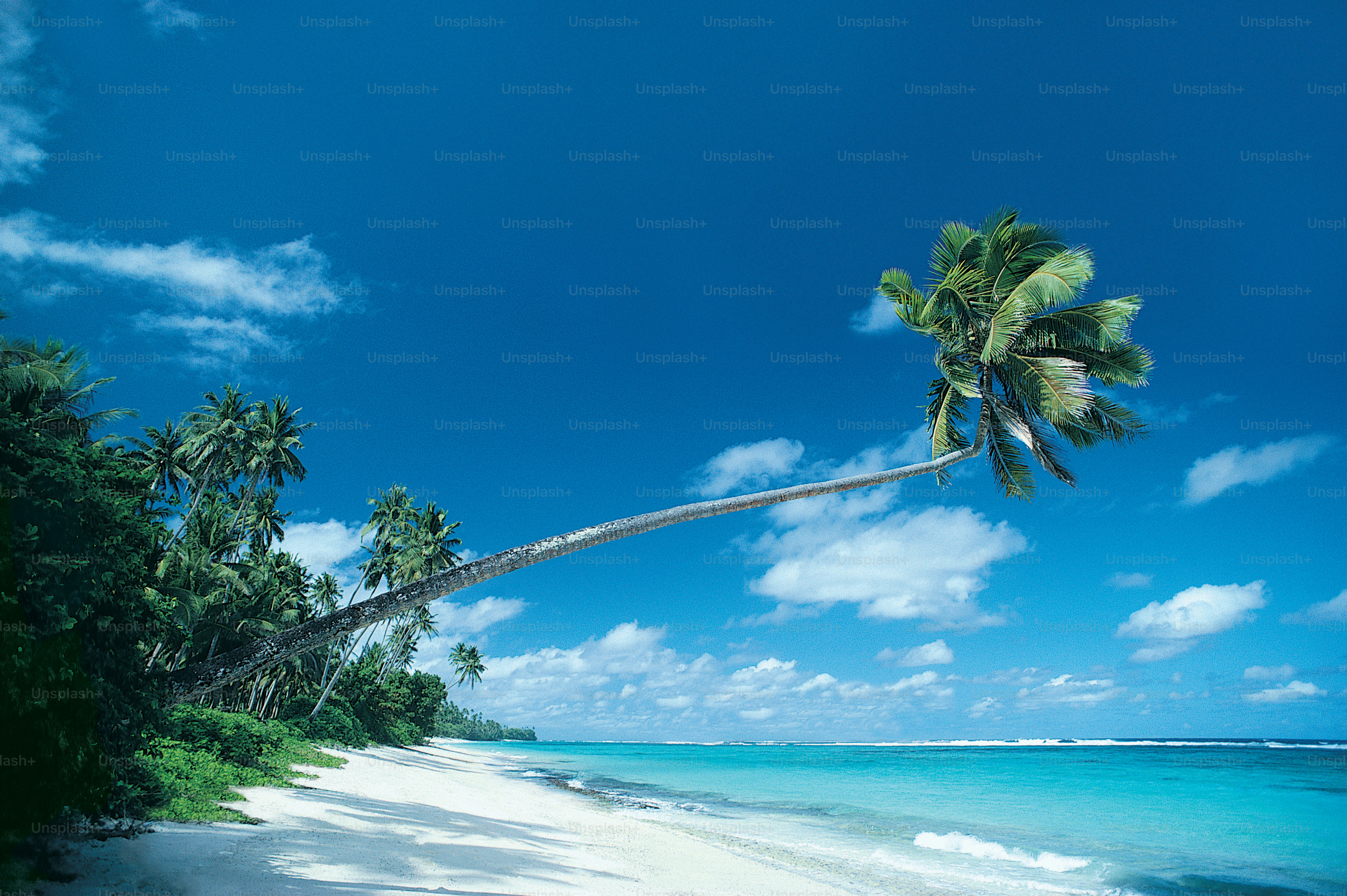 a palm tree leaning over a beach on a sunny day