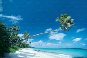 a palm tree leaning over a beach on a sunny day