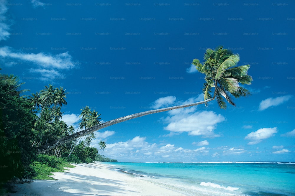 a palm tree leaning over a beach on a sunny day
