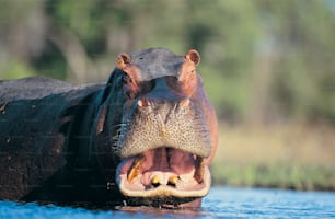 un hippopotame avec la bouche ouverte dans l’eau