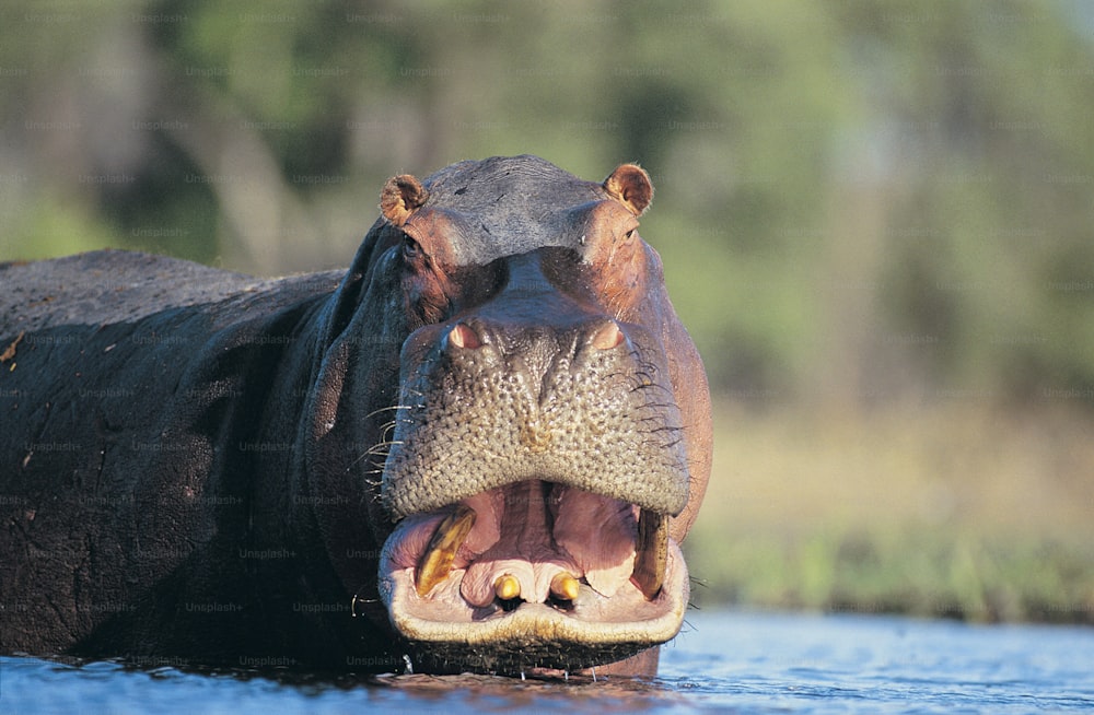 Un hipopótamo con la boca abierta en el agua