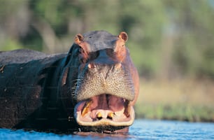 a hippopotamus with its mouth open in the water