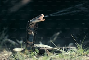 Un serpente nero e marrone con la bocca aperta