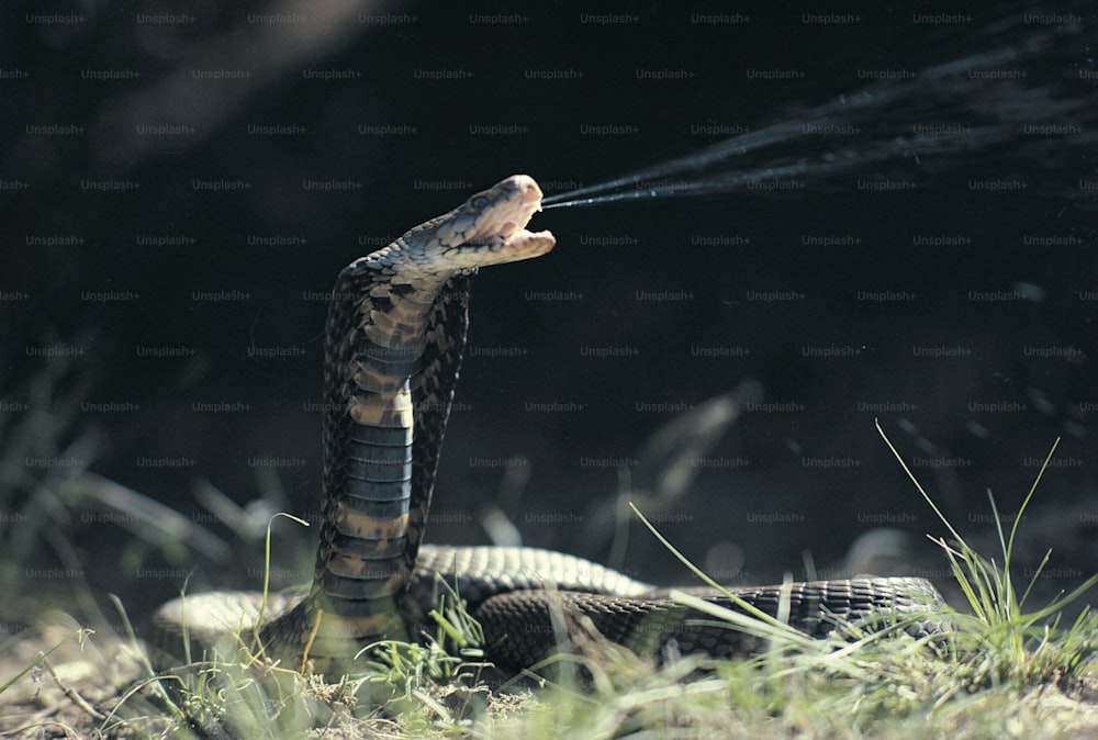 uma cobra preta e marrom com a boca aberta
