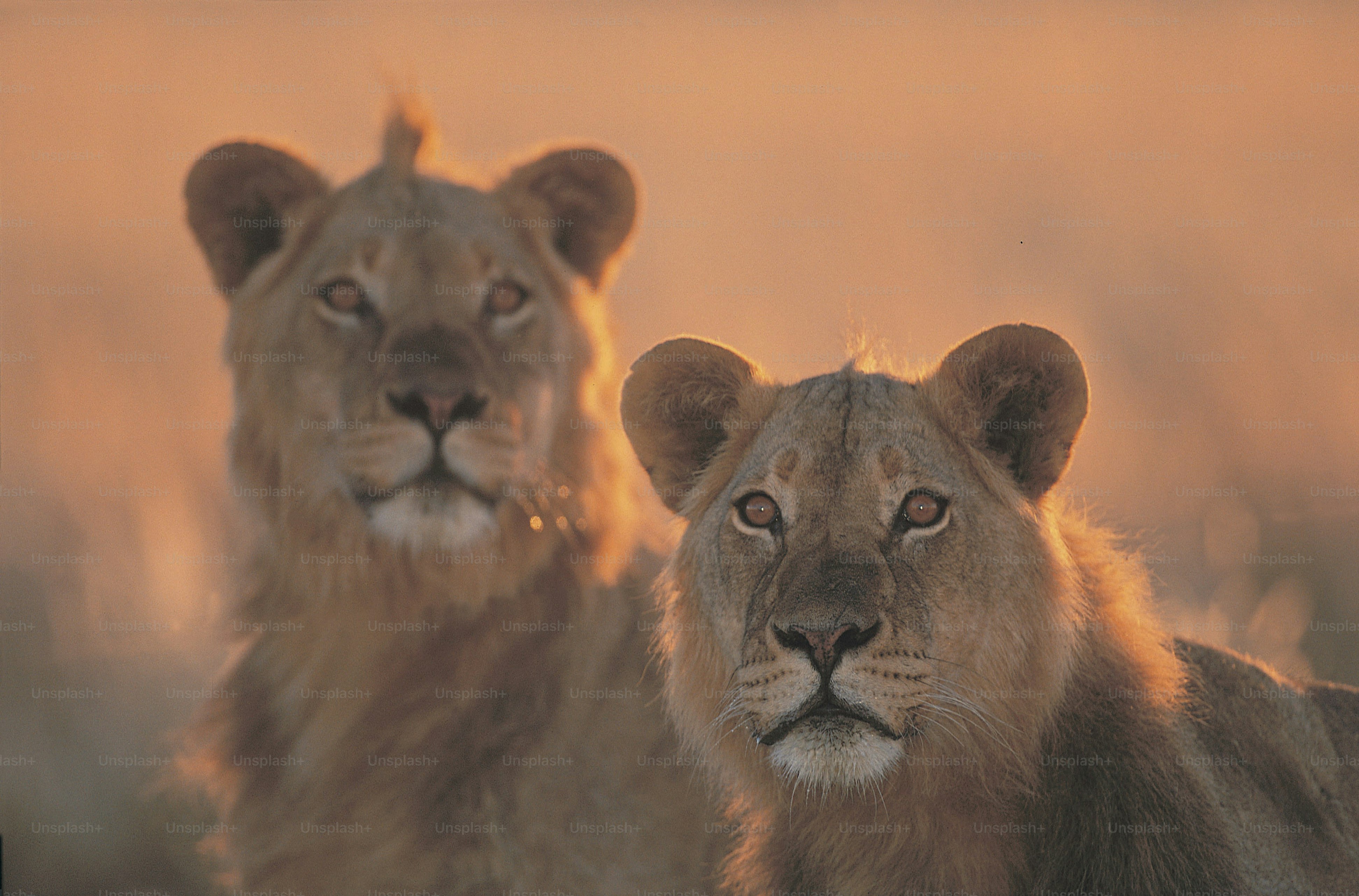 나란히 서 있는 두 마리의 사자