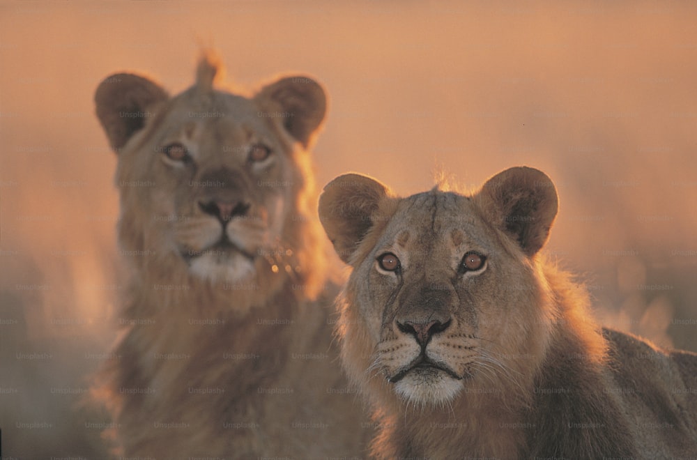 a couple of lions standing next to each other