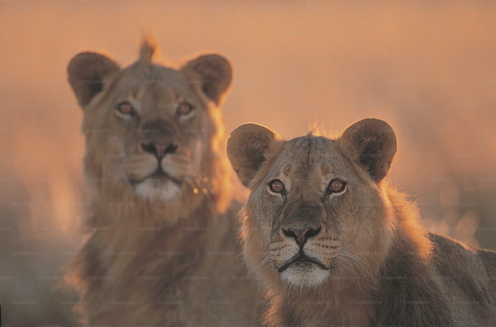 隣同士に立っているライオンのカップル
