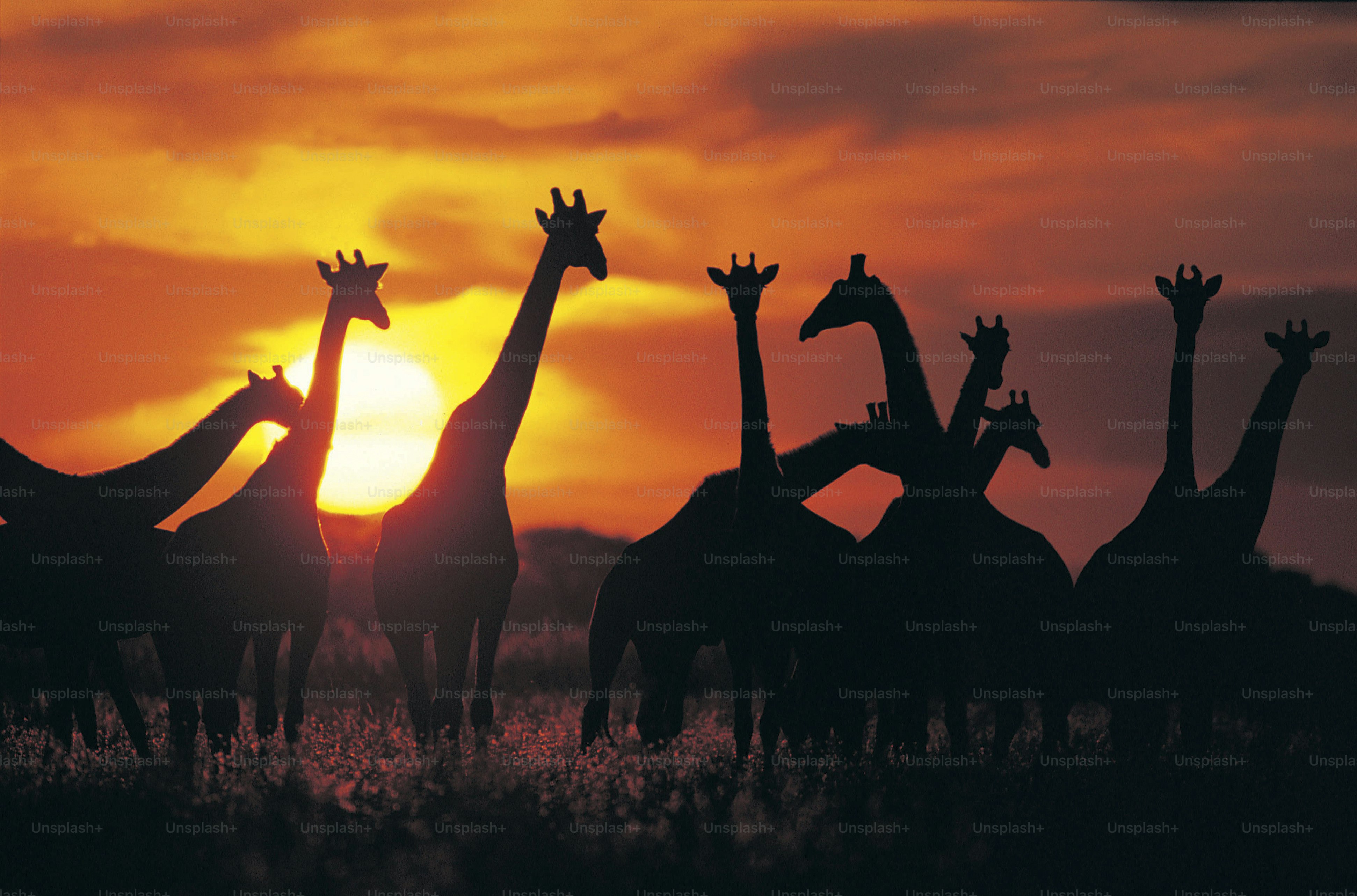 Un groupe de girafes se silhouette contre un coucher de soleil