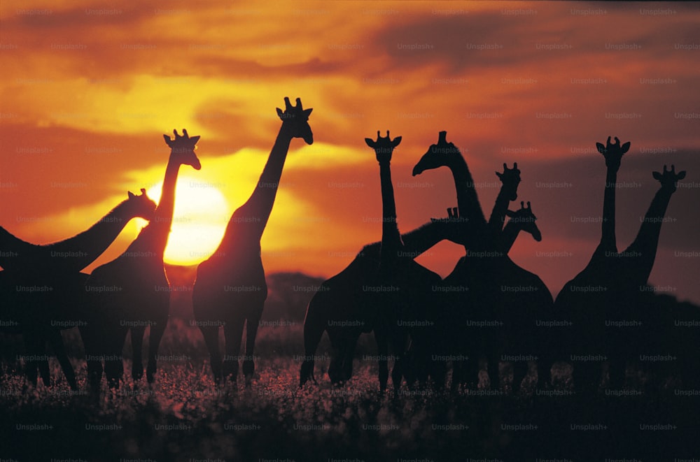 um grupo de girafas são silhuetas contra um pôr do sol