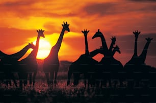 um grupo de girafas são silhuetas contra um pôr do sol