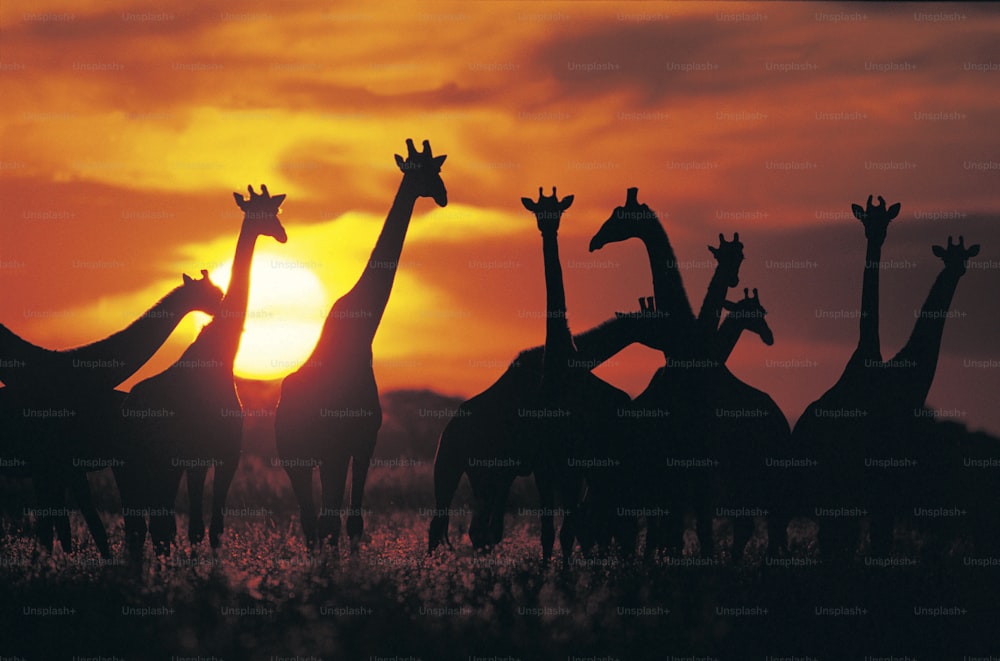 a group of giraffes are silhouetted against a sunset