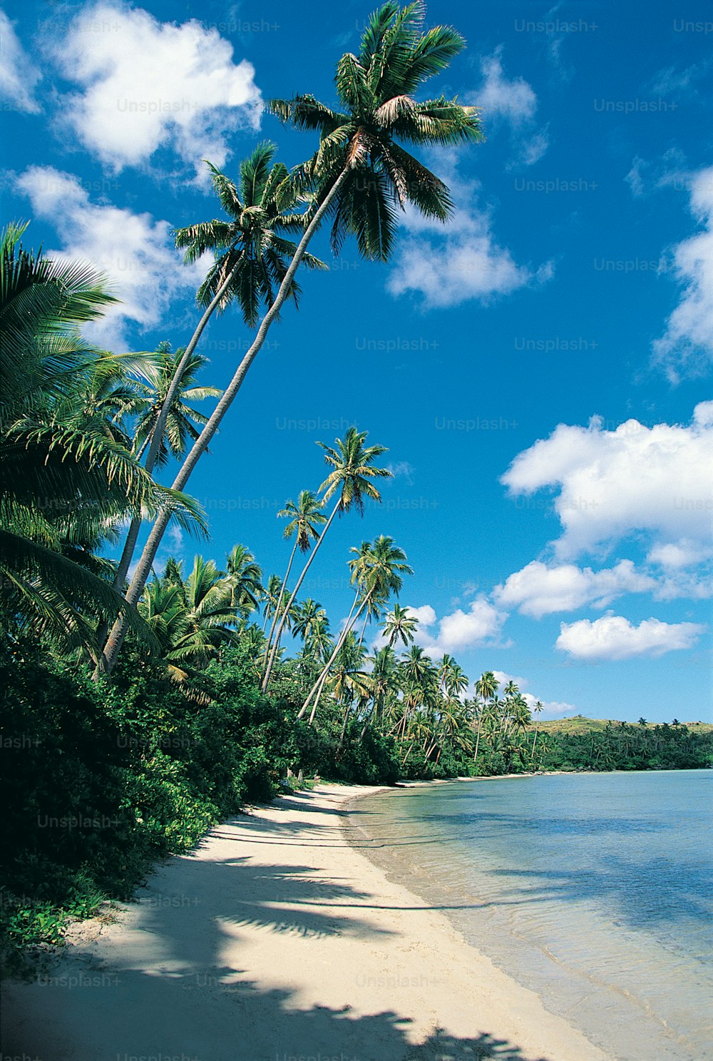 a sandy beach with palm trees and water