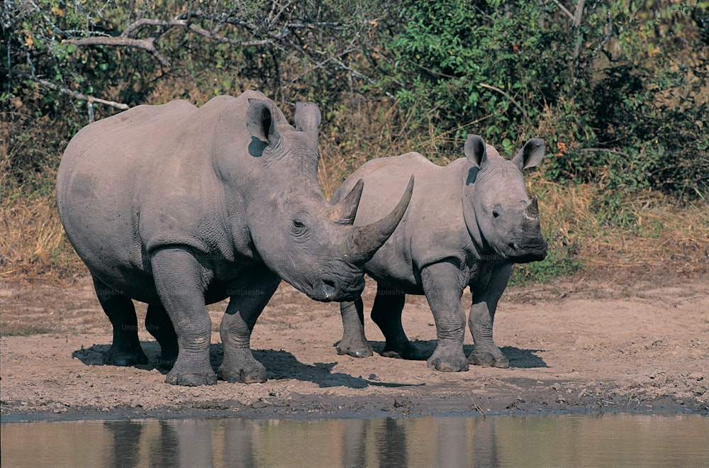 a couple of rhinos standing next to a body of water
