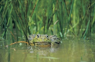Una rana está sentada en el agua con su cabeza sobre la superficie del agua