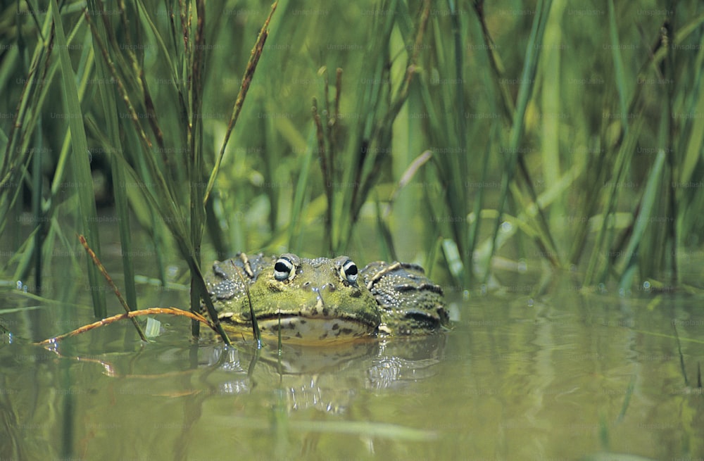 a frog is sitting in the water with its head above the water's surface