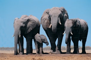 a group of elephants standing next to each other