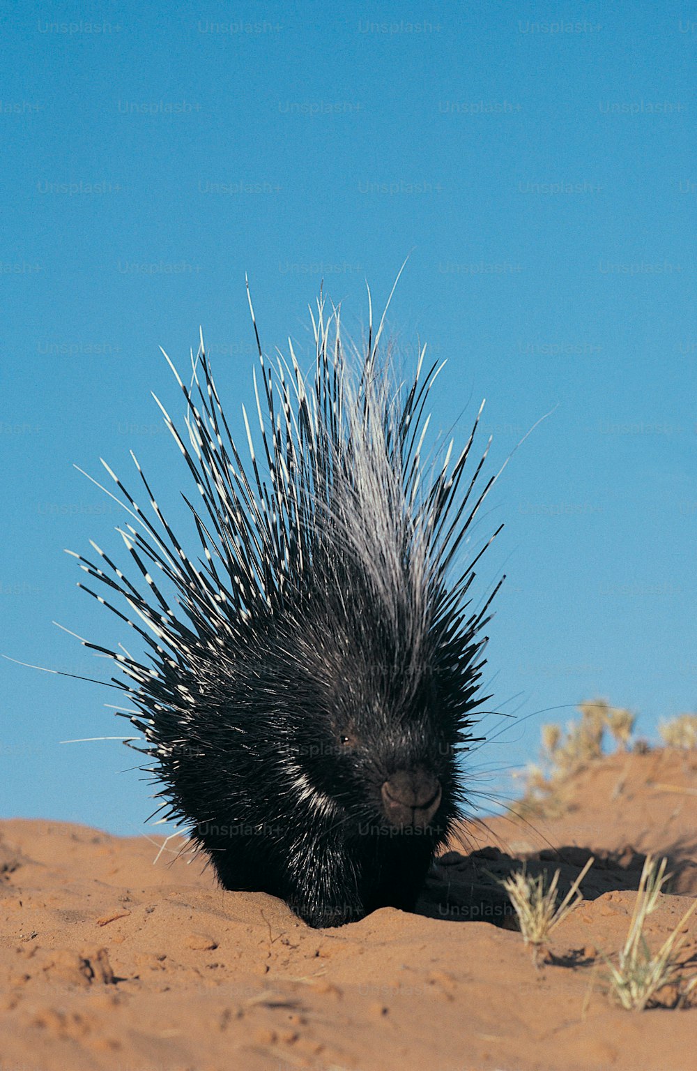 a porcupine walking through the sand in the desert