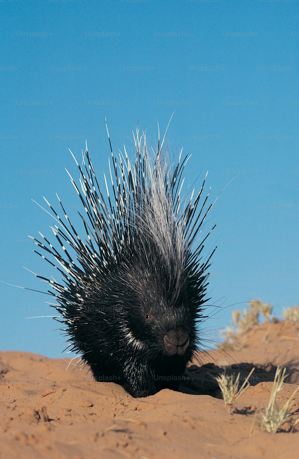 a porcupine walking through the sand in the desert