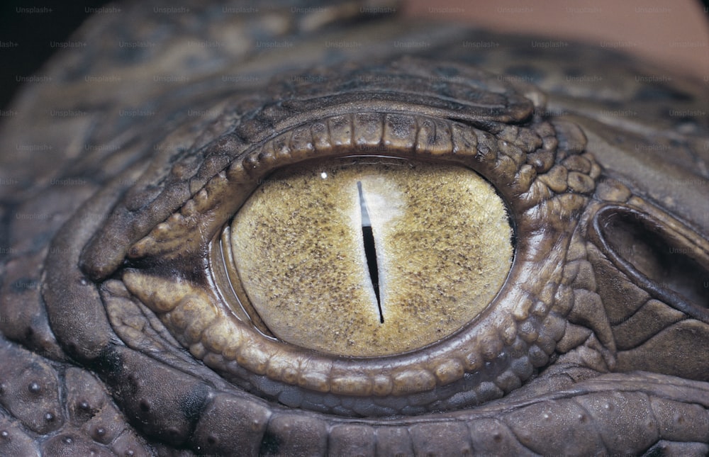 Eine Nahaufnahme des Auges eines Alligators