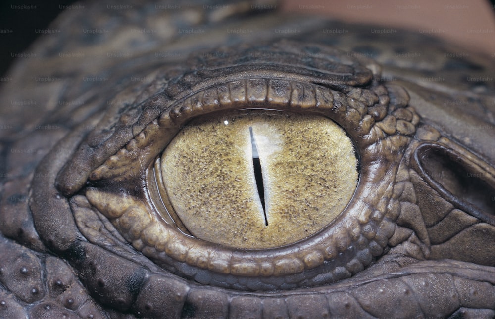 a close up of the eye of an alligator