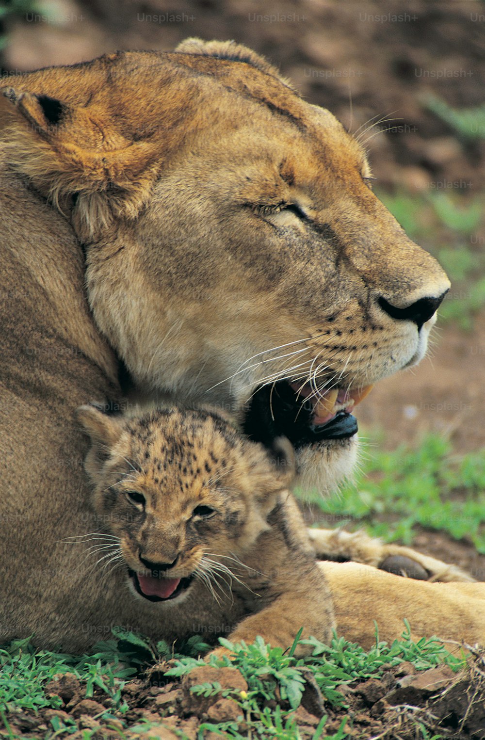 a mother lion and her cub resting on the ground