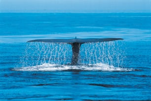 クジラの尻尾が水から飛び出す