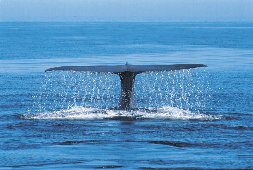 a whale tail flups out of the water