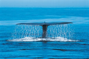 Una cola de ballena sale del agua