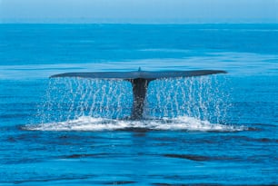 a whale tail flups out of the water