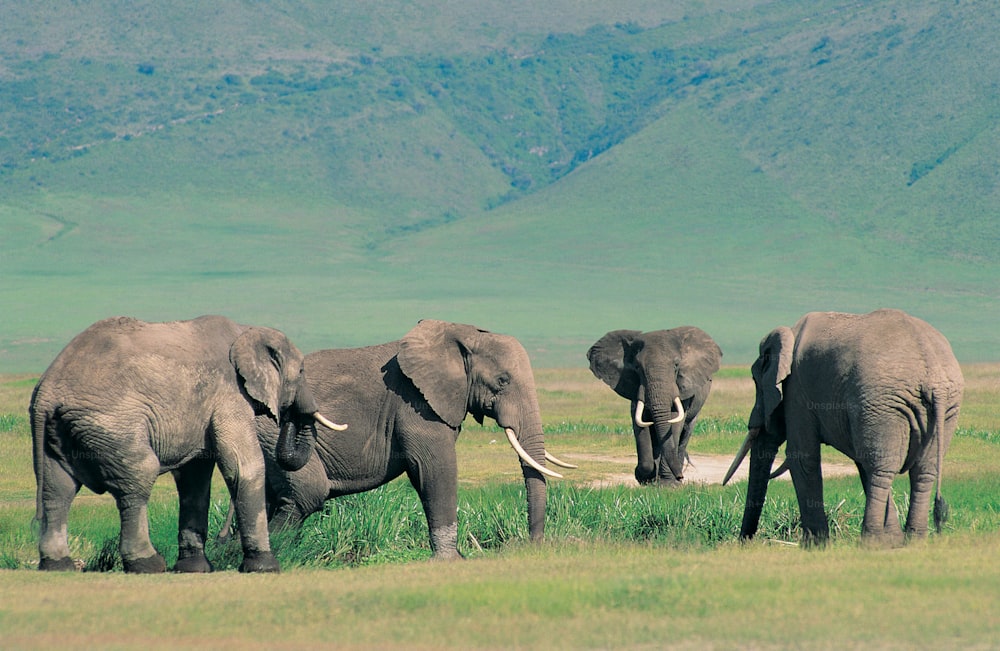 a herd of elephants walking across a lush green field