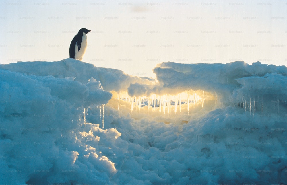 a penguin sitting on top of a pile of ice
