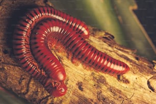 Millipedes mating, South Africa