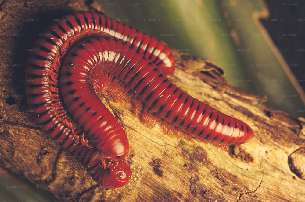 Millipedes mating, South Africa