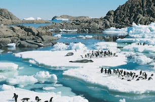 um grupo de pinguins em cima de blocos de gelo