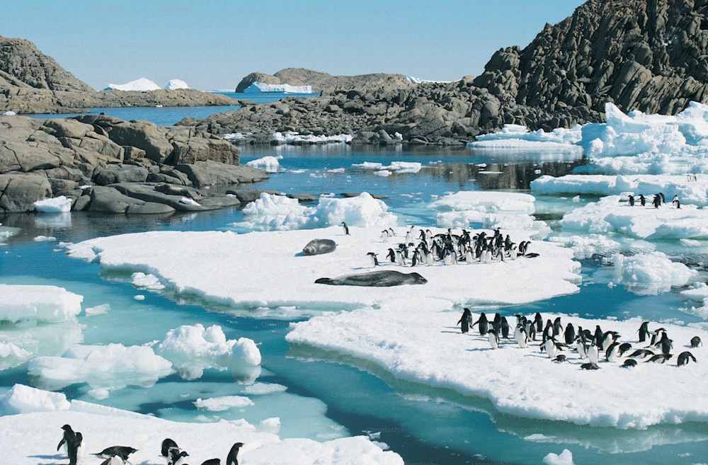 a group of penguins standing on top of ice floes