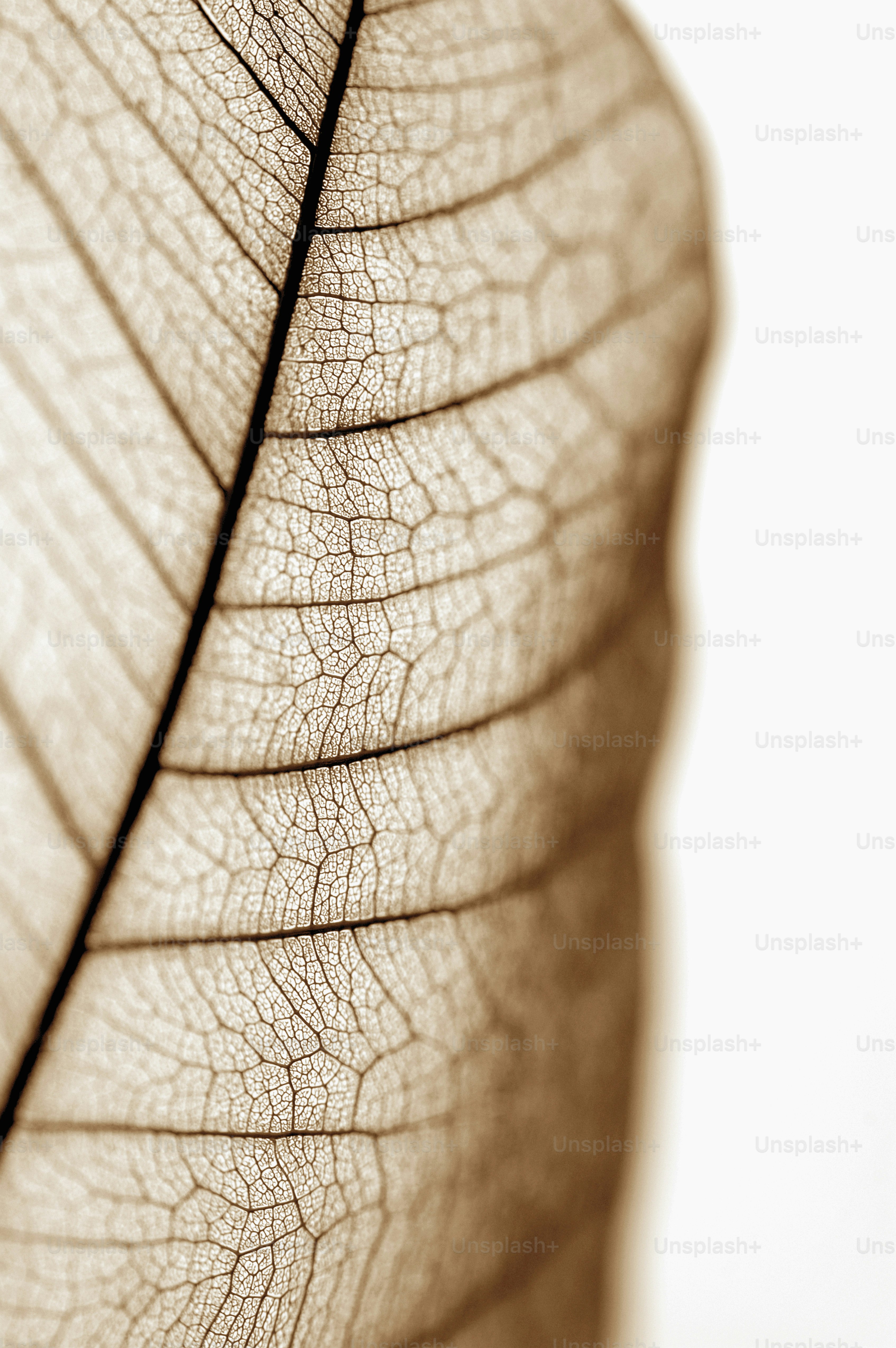 葉脈のクローズアップビュー