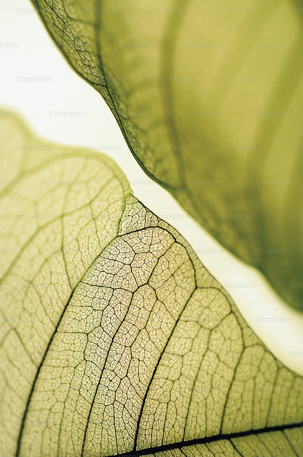 a close up of a green leaf with a white background