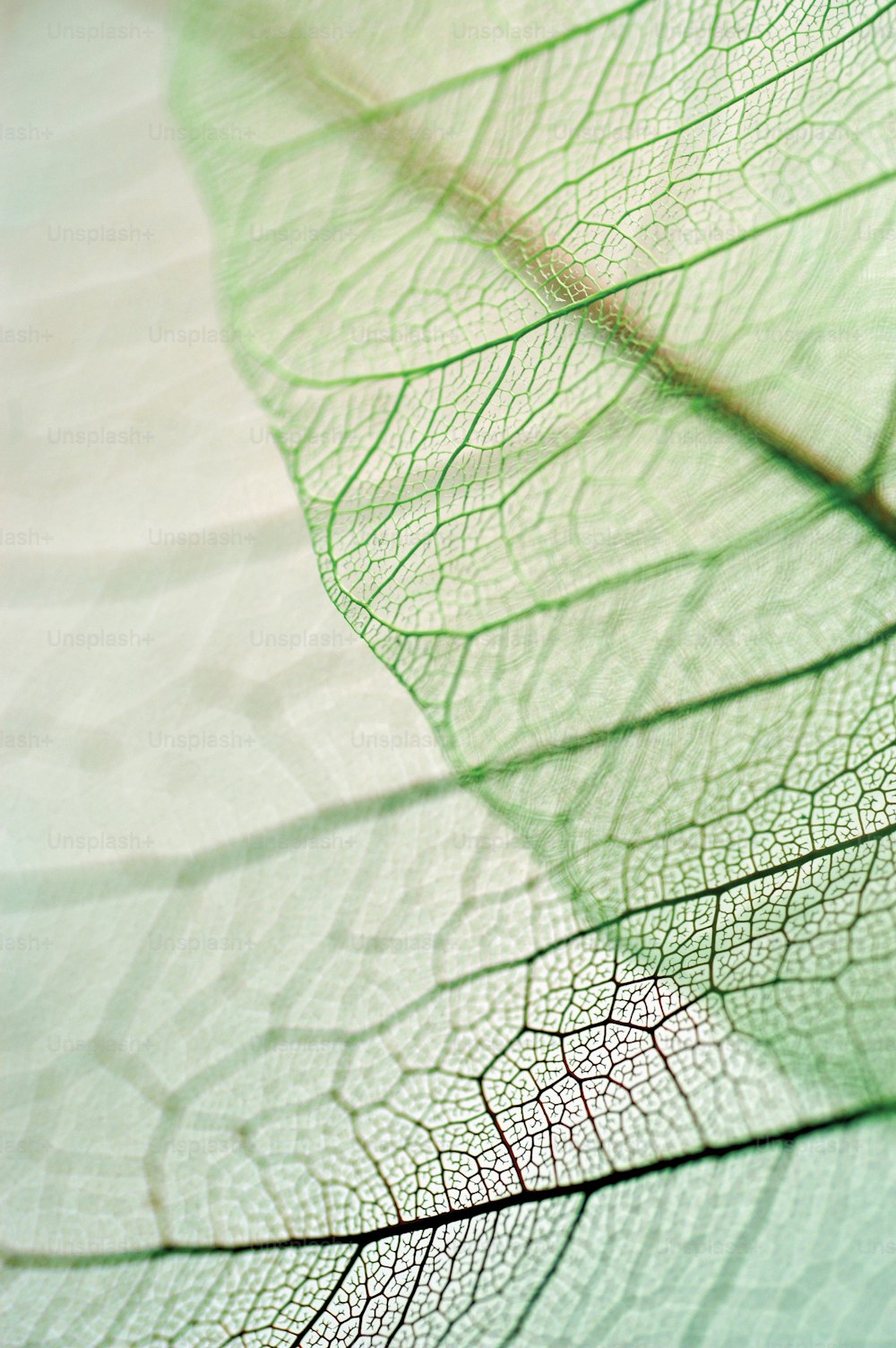 a close up view of a leaf's vein