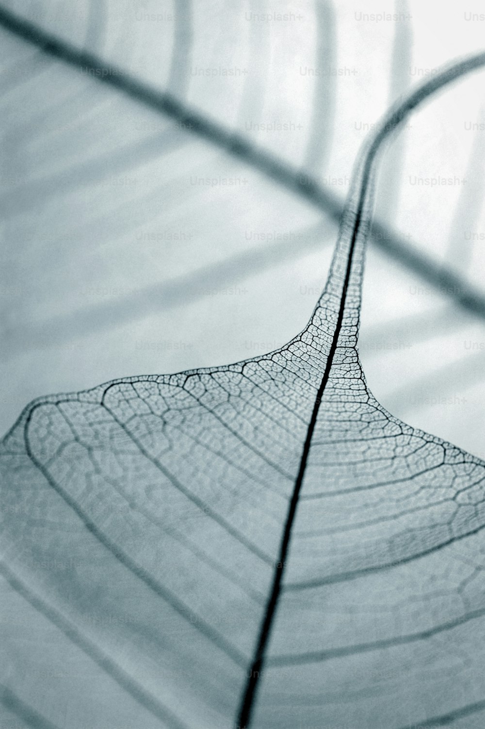 uma visão de perto da estrutura de uma folha