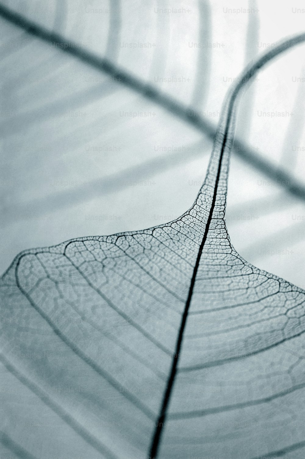 a close up view of a leaf's structure