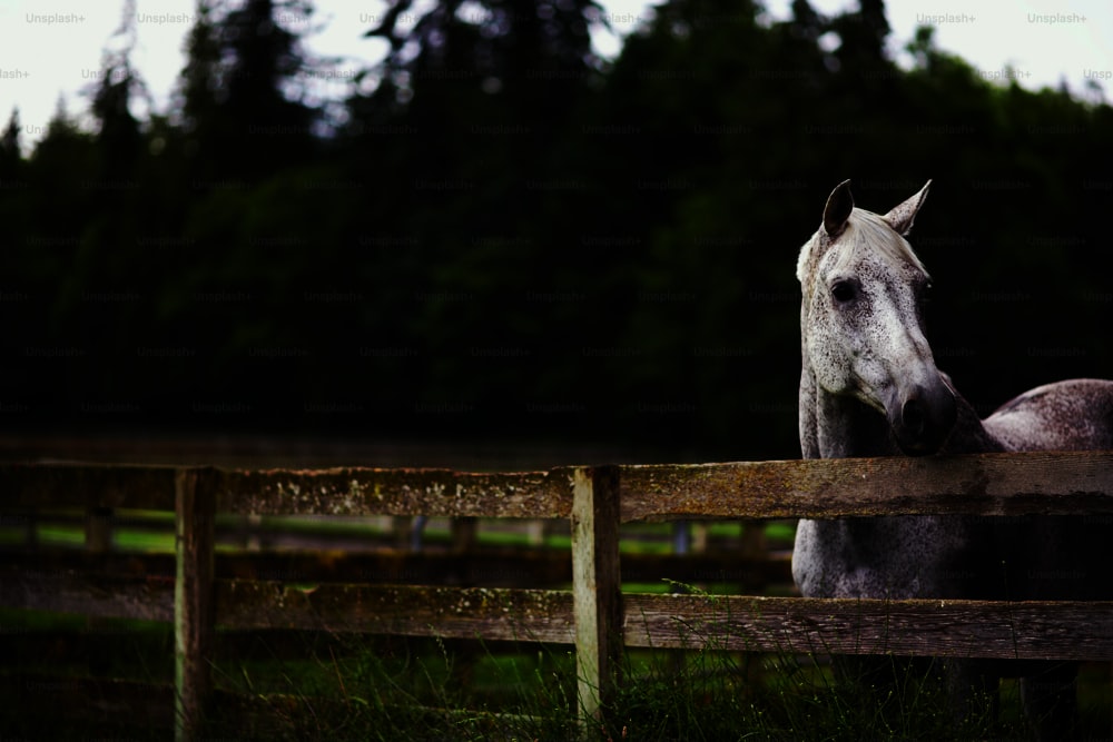 木の柵の横に立つ白い馬