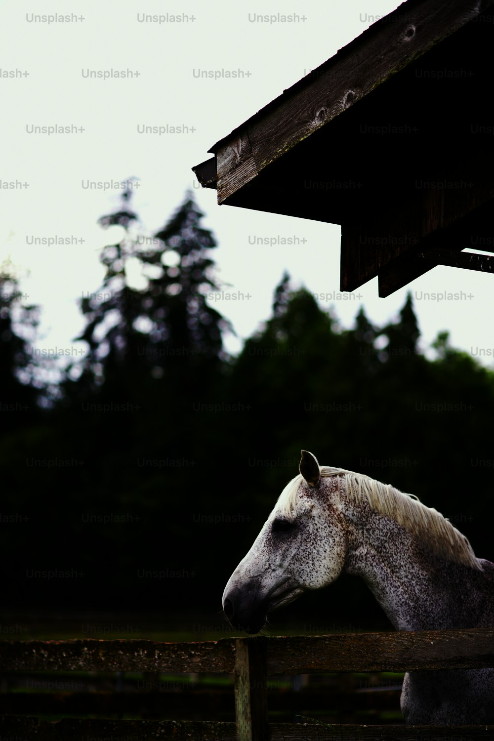 Un caballo blanco parado junto a una valla de madera
