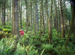 a person standing in the middle of a forest