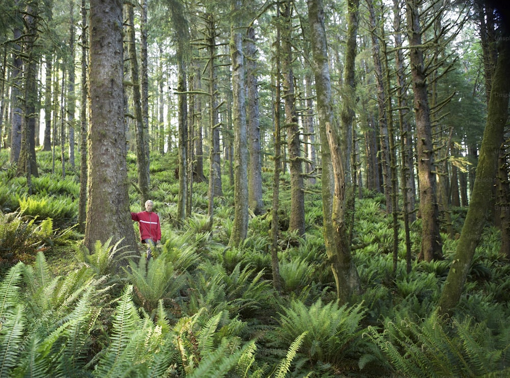 una persona in piedi nel mezzo di una foresta