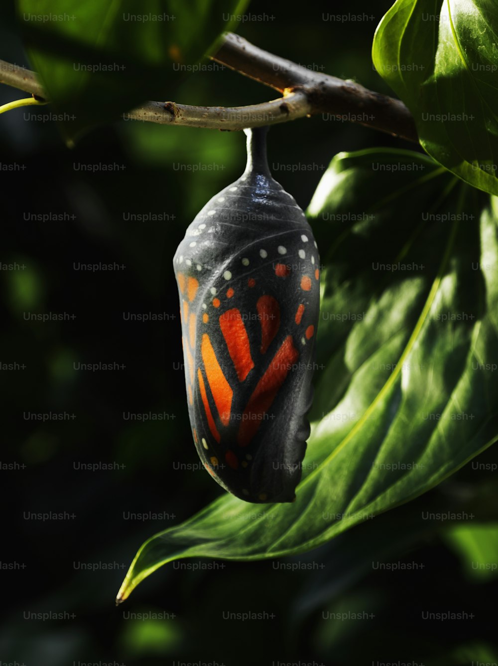 a red and black butterfly on a green leaf