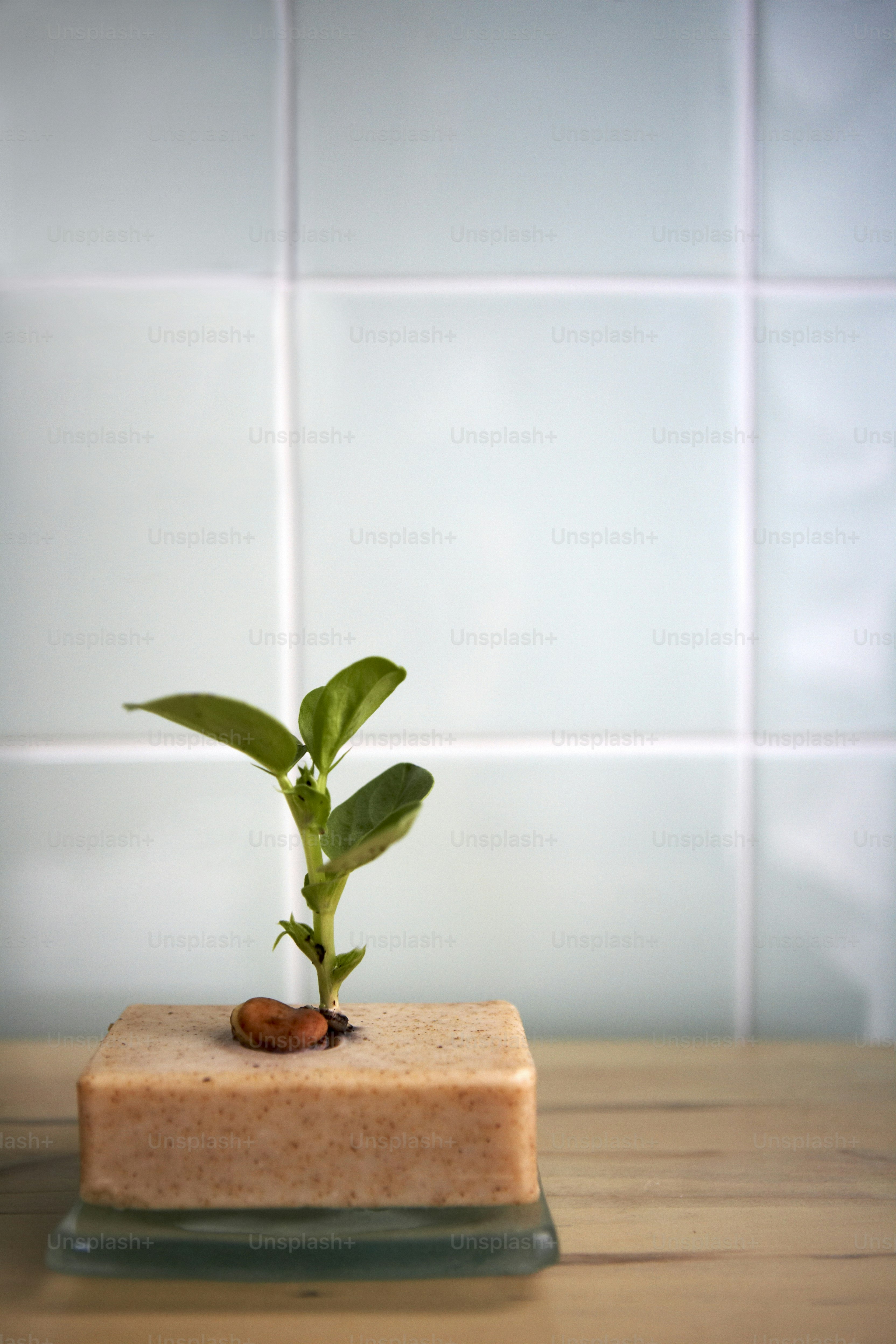 a small plant is growing out of a piece of soap
