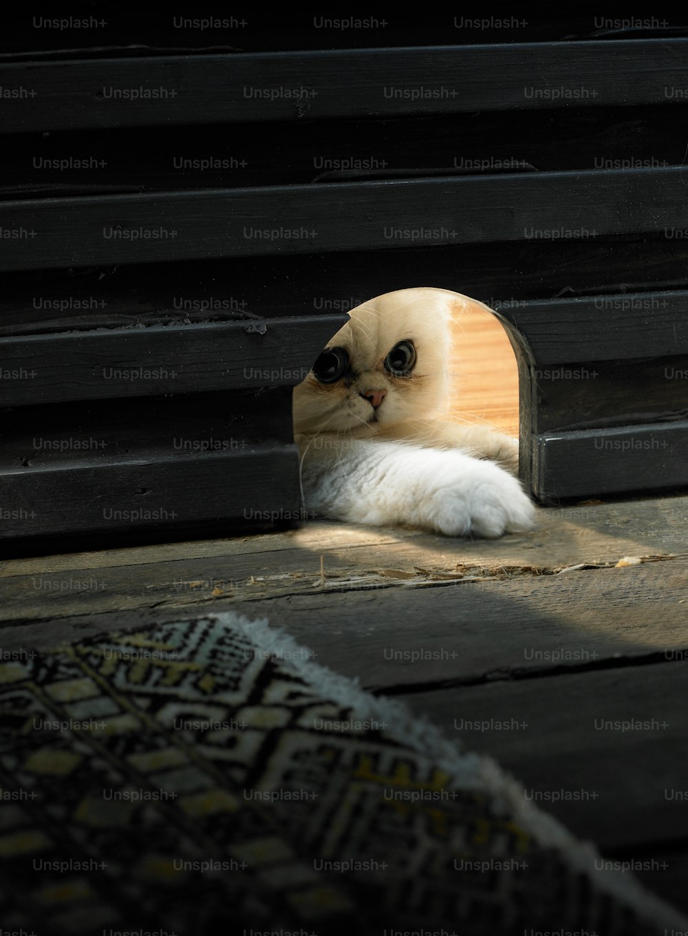 Eine Katze schaut durch ein Loch im Boden