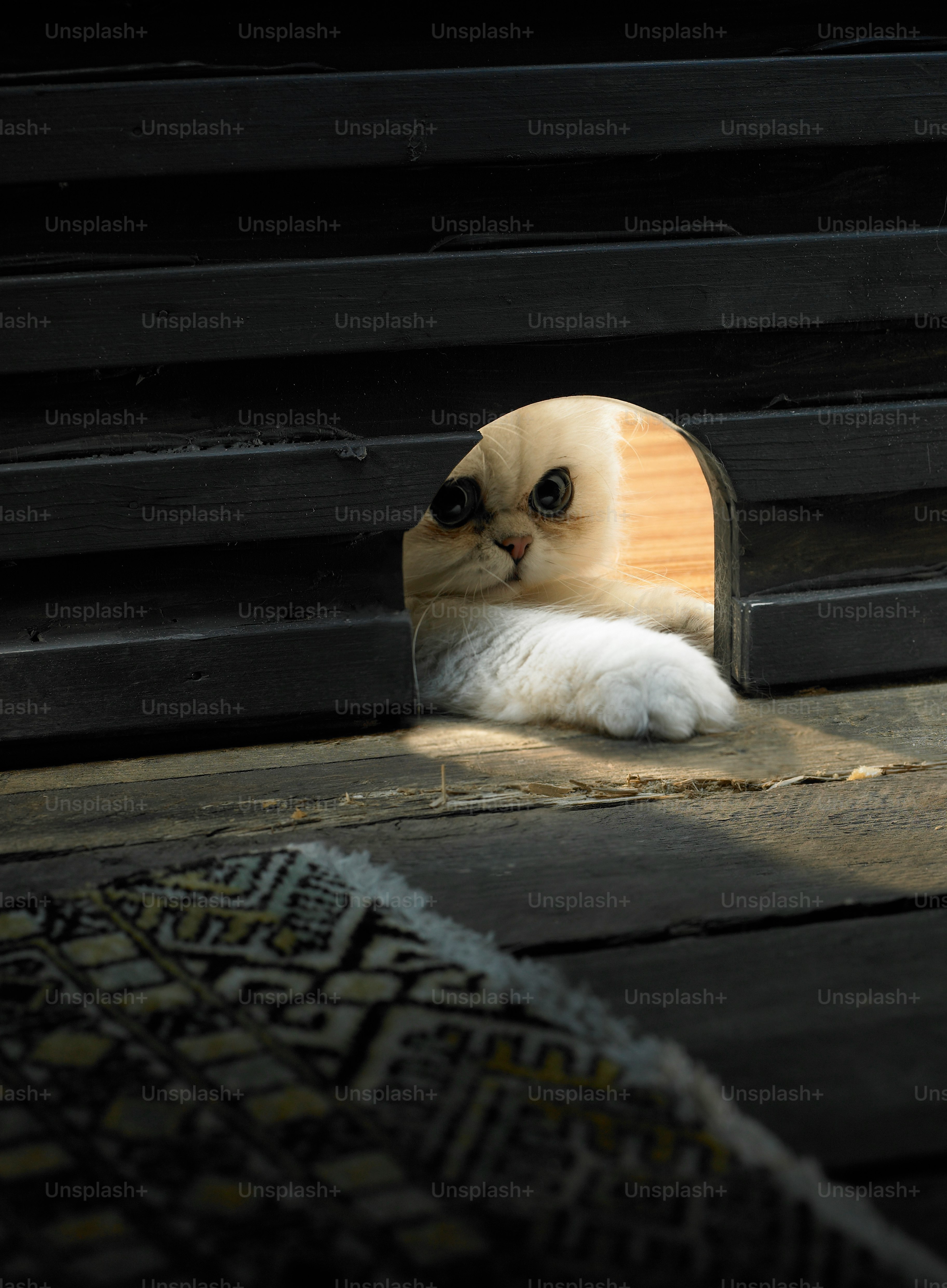 premium_photo-1664304948358-bb92cd5089fd?ixid=M3wxMjA3fDB8MXxzZWFyY2h8MXx8JUUwJUI4JUFCJUUwJUI4JUE3JUUwJUI4JUEyJUUwJUI4JUFFJUUwJUI4JUIyJUUwJUI4JTk5JUUwJUI4JUFEJUUwJUI4JUEyJUUwJUI4JUE3JUUwJUI4JUIxJUUwJUI4JTk5JUUwJUI4JTk5JUUwJUI4JUI1JUUwJUI5JTg5JUUwJUI4JUFEJUUwJUI4JUFEJUUwJUI4JTgxJUUwJUI4JUFEJUUwJUI4JUIwJUUwJUI5JTg0JUUwJUI4JUEzfGVufDB8fHx8MTc1OTYzOTQyMnww\u0026ixlib=rb-4.1.0