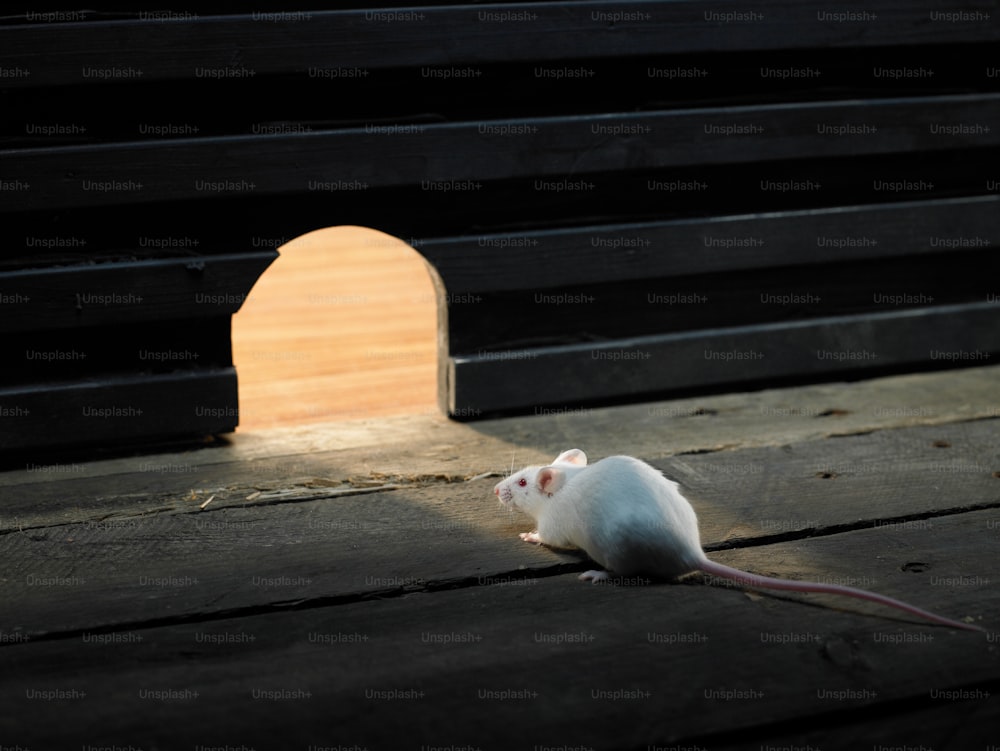 Eine weiße Maus, die auf einem Holzboden sitzt