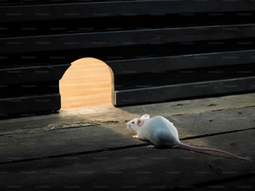 a white mouse sitting on top of a wooden floor
